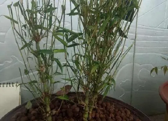 植物常识问题|佛肚竹好养活吗