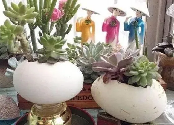 植物常识问题|如何用鸡蛋壳养护多肉