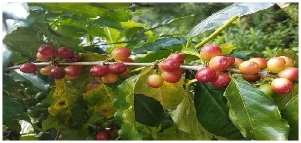 咖啡树一年开几次花 | 科普知识