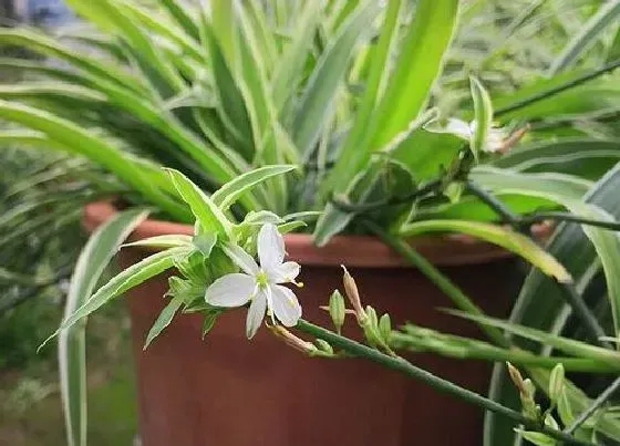 植物常识问题|湖南最易养的十大花卉