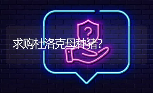 求购杜洛克母种猪? | 养殖问题解答