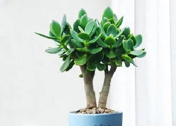 植物常识问题|玉树长得慢怎么回事  怎么养长得快