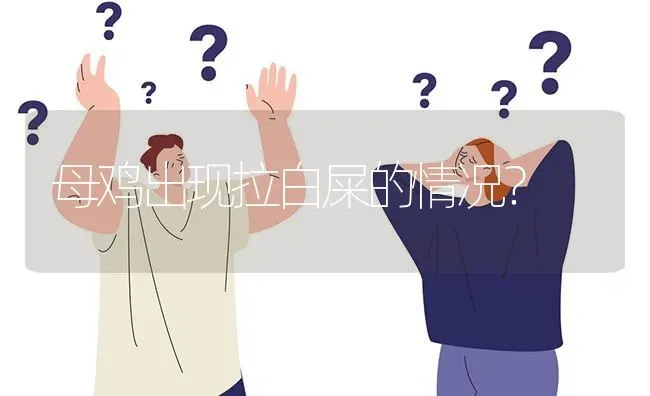 母鸡出现拉白屎的情况? | 养殖问题解答