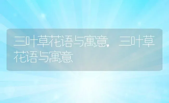 三叶草花语与寓意,三叶草花语与寓意 | 养殖常见问题