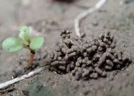 植物常识问题|如何用蚯蚓粪养护虎皮兰叶片肥厚油绿