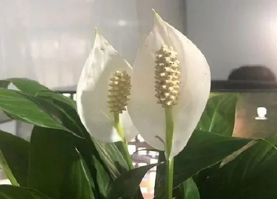 植物常识问题|入冬后怎么养白掌和红掌顺利过冬