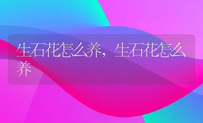 生石花怎么养,生石花怎么养 | 养殖常见问题