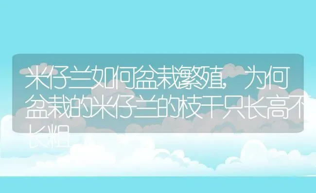 米仔兰如何盆栽繁殖,为何盆栽的米仔兰的枝干只长高不长粗 | 养殖常见问题