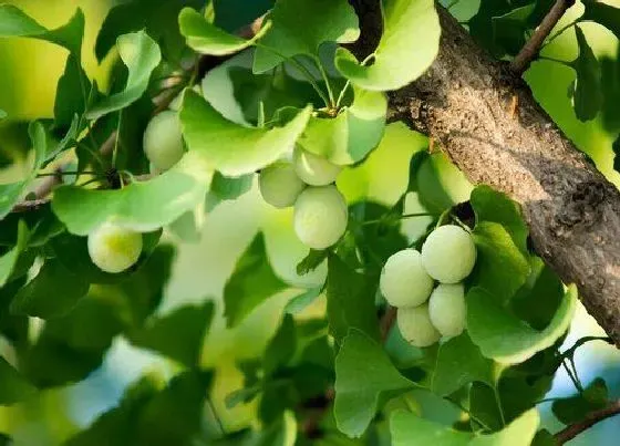 植物常识问题|银杏果子能吃吗 鲜银杏果怎么处理才能食用