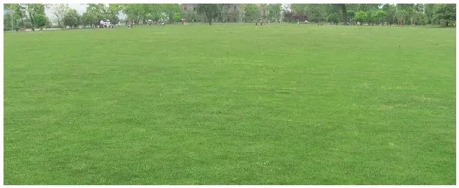 草坪种植方法 | 科普知识