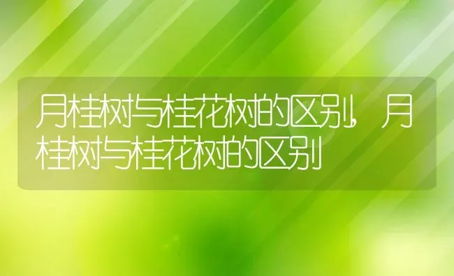 月桂树与桂花树的区别,月桂树与桂花树的区别 | 养殖常见问题