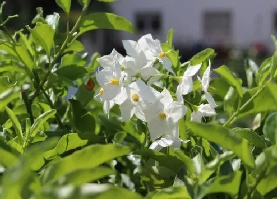 植物常识问题|茉莉花春季施肥技巧