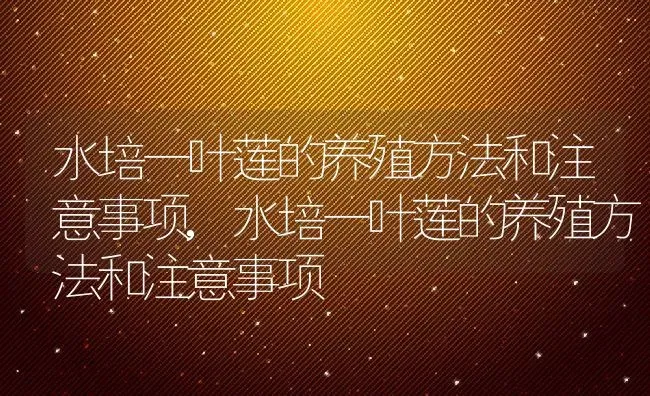 水培一叶莲的养殖方法和注意事项,水培一叶莲的养殖方法和注意事项 | 养殖常见问题
