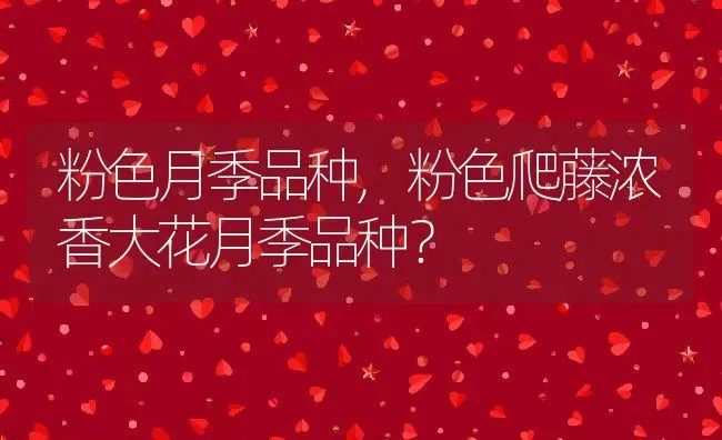 粉色月季品种,粉色爬藤浓香大花月季品种？ | 养殖常见问题