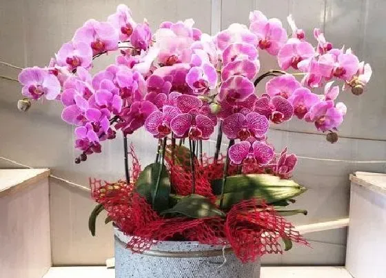 植物常识问题|蝴蝶兰养护需要避开哪些问题