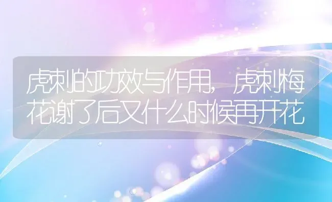 虎刺的功效与作用,虎刺梅花谢了后又什么时候再开花 | 养殖常见问题