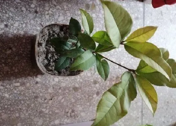 植物常识问题|桂花的寓意和象征