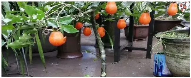 金弹子挂果多久 | 农业答疑