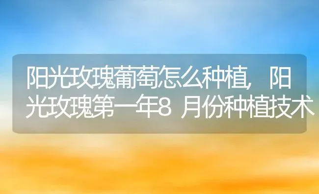 阳光玫瑰葡萄怎么种植,阳光玫瑰第一年8月份种植技术 | 养殖常见问题