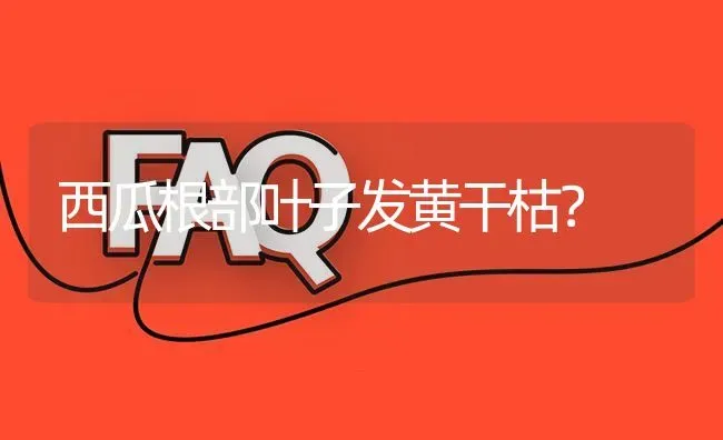 西瓜根部叶子发黄干枯? | 养殖问题解答