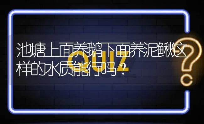 池塘上面养鹅下面养泥鳅这样的水质能行吗? | 养殖问题解答