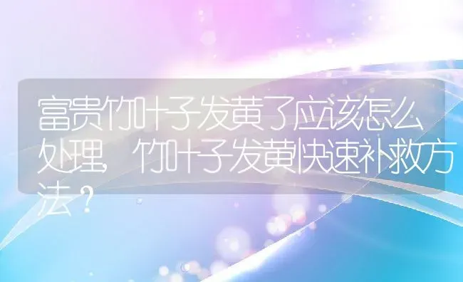 富贵竹叶子发黄了应该怎么处理,竹叶子发黄快速补救方法？ | 养殖常见问题