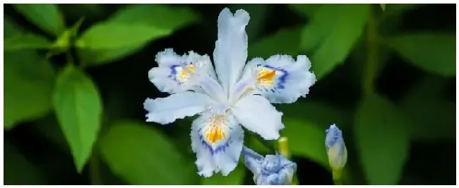 养殖兰花的施肥原则 | 科普知识