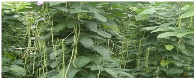 豆角怎么摘 | 农业常识