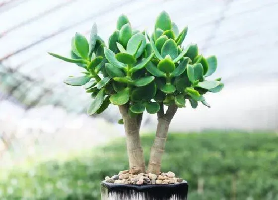 植物常识问题|玉树长得慢怎么回事  怎么养长得快
