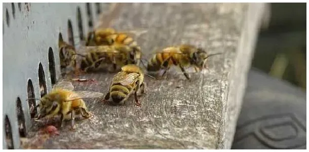 蜜蜂春季怎样繁殖最快？ | 三农问答