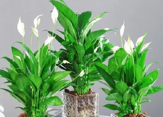 植物常识问题|入冬后怎么养白掌和红掌顺利过冬