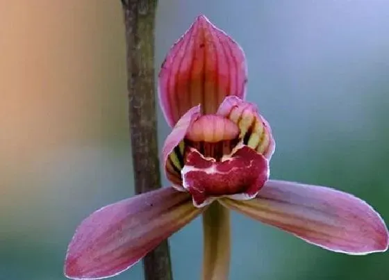 植物常识问题|兰花叶片油绿是如何养护的