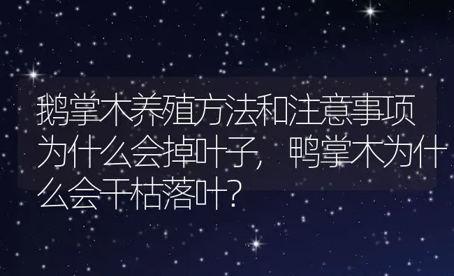 鹅掌木养殖方法和注意事项为什么会掉叶子,鸭掌木为什么会干枯落叶？ | 养殖常见问题