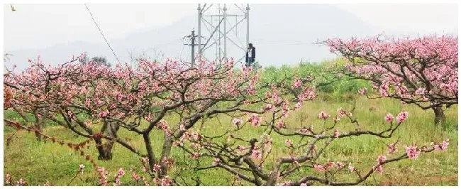 桃树土传病害怎么治 | 科普知识