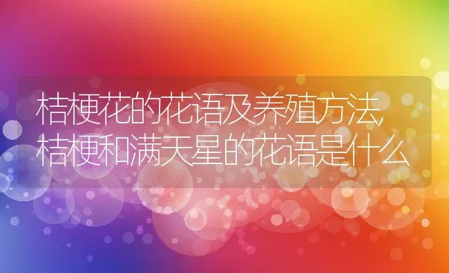 桔梗花的花语及养殖方法,桔梗和满天星的花语是什么 | 养殖常见问题