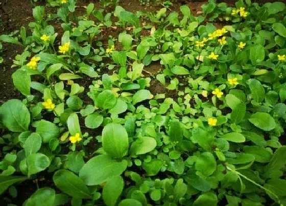 植物常识问题|蔬菜种植技术与管理