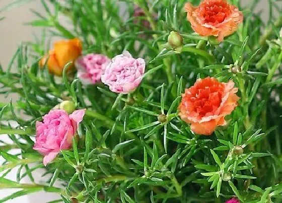 植物常识问题|如何扦插太阳花一个月就长满一大盆