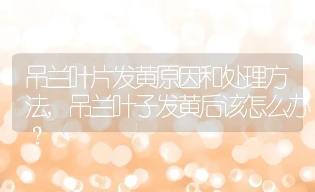 吊兰叶片发黄原因和处理方法,吊兰叶子发黄后该怎么办？ | 养殖常见问题