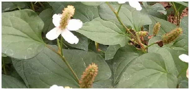 鱼腥草哪个季节生长 | 三农问答