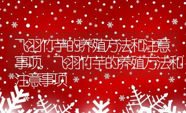 飞羽竹芋的养殖方法和注意事项,飞羽竹芋的养殖方法和注意事项 | 养殖常见问题