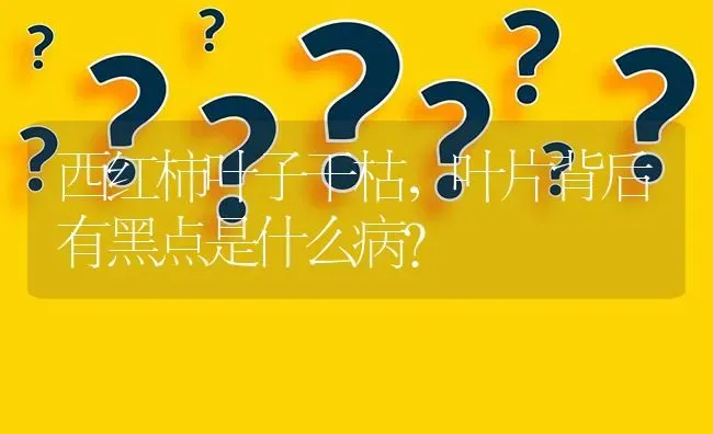 西红柿叶子干枯,叶片背后有黑点是什么病? | 养殖问题解答