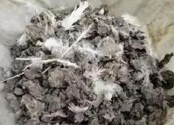 植物常识问题|鸡粪肥用来养护文竹到底好不好