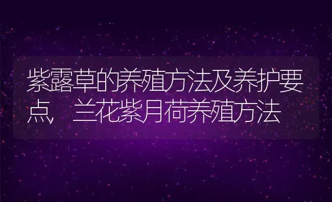 紫露草的养殖方法及养护要点,兰花紫月荷养殖方法 | 养殖常见问题