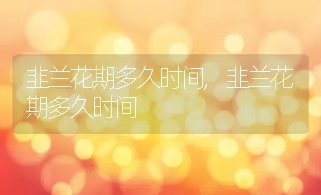 韭兰花期多久时间,韭兰花期多久时间 | 养殖常见问题