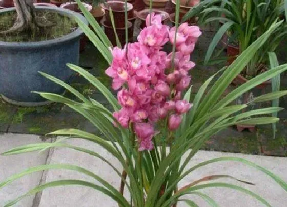 植物常识问题|兰花新苗长出来后老苗需要剪掉吗