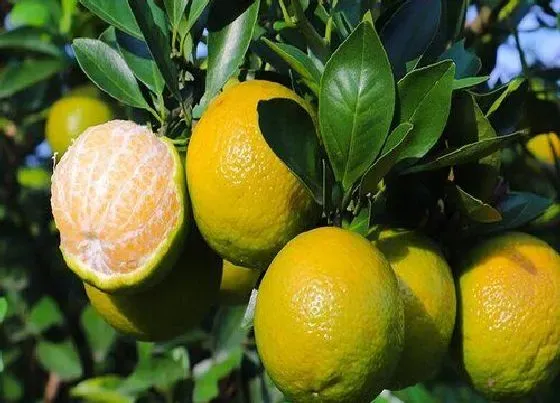 植物常识问题|桔子是热性还是凉性