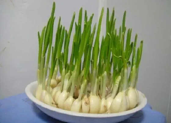植物常识问题|蒜苗种子的种植方法及时间