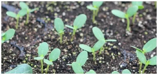 南瓜苗种植注意事项 | 农业答疑