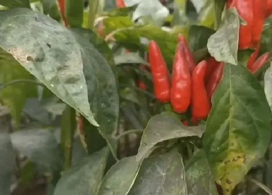 植物常识问题|辣椒开花结果后如何处理提高辣椒产量