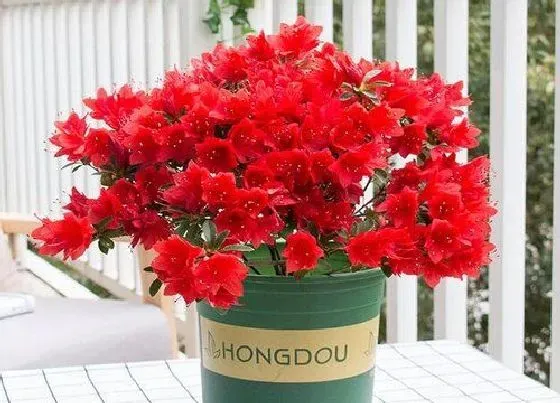 植物常识问题|杜鹃花怎么养护避免叶片干枯发黑